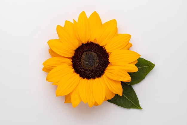 Foto zonnebloemen op witte achtergrond met kopie ruimte floral close-up flat lay topdown compositie met prachtige zonnebloemen