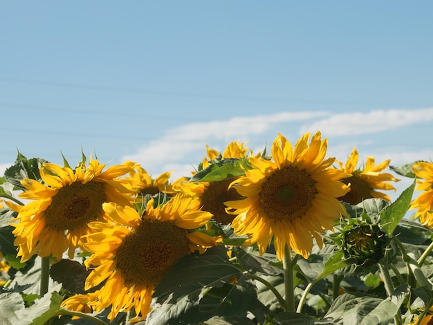 Zonnebloemen tegen de blauwe lucht