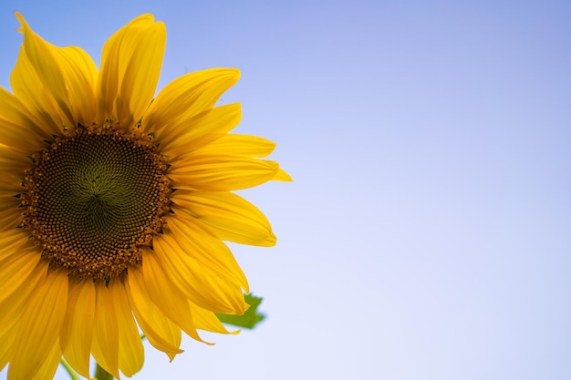 Zonnebloemen tegen een blauwe lucht