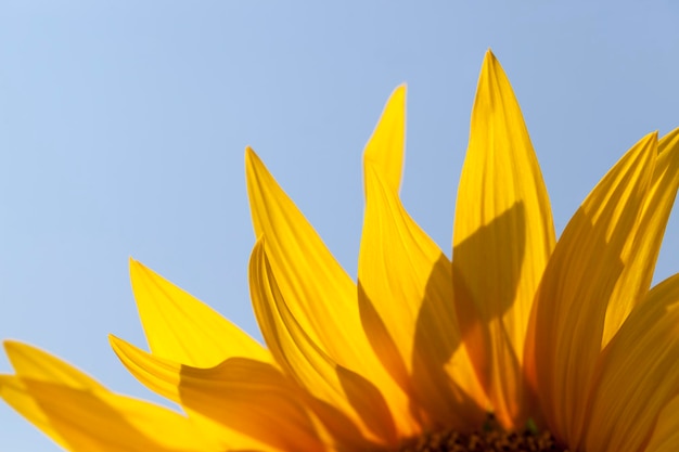 Zonnebloemen tijdens de bloei bij zonnig weer, een landbouwveld met zonnebloemen tijdens de bloei