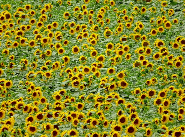 Foto zonnebloemen veld achtergrond