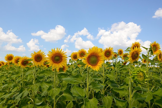 Zonnebloemen veld blauwe hemel. Bloeiende zonnebloemen achtergrond voor zonnebloemolie label Landelijk landschap