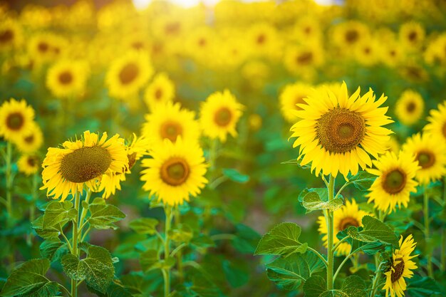 Zonnebloemen veld bloeiende achtergrond Zomer zonsondergang in Thailand