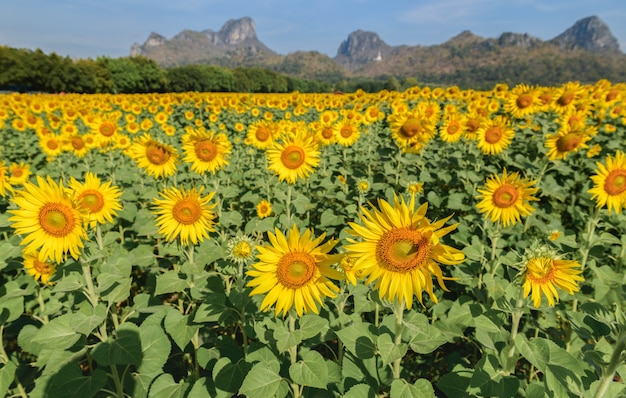 Zonnebloemen veld boerderij in Lop buri