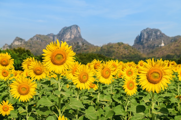 Zonnebloemen veld boerderij in Lop buri