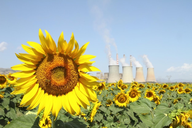 Zonnebloemen veld en elektriciteitscentrale