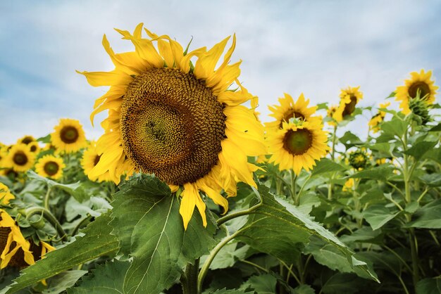 zonnebloemen veld in bloei in de zomer