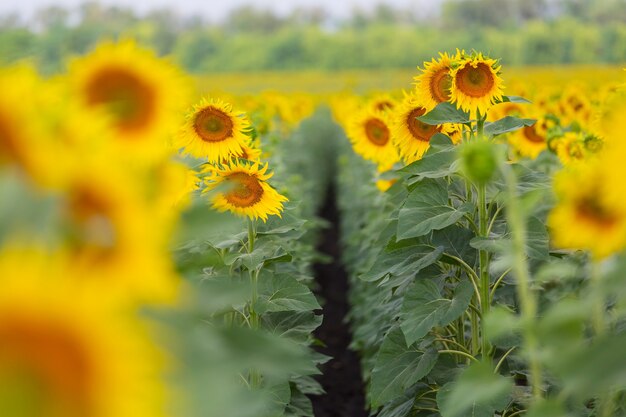 Zonnebloemen veld in het zomerseizoen