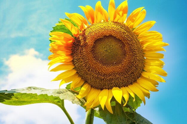 Zonnebloemen veld in zomerdag