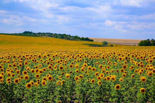 Zonnebloemen veld op de achtergrond van de blauwe lucht