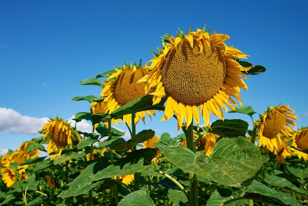 Zonnebloemen veld op zomerdag