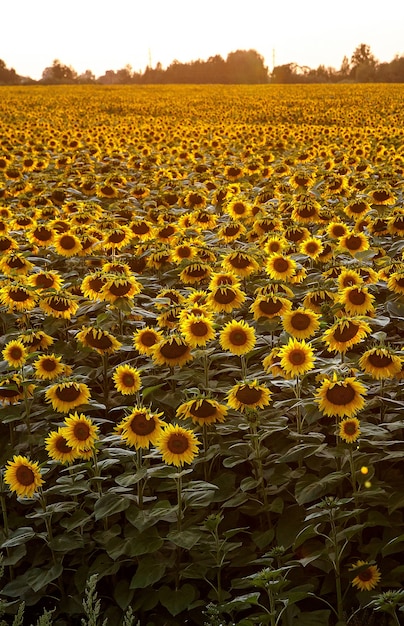 zonnebloemen veld op zonsondergang