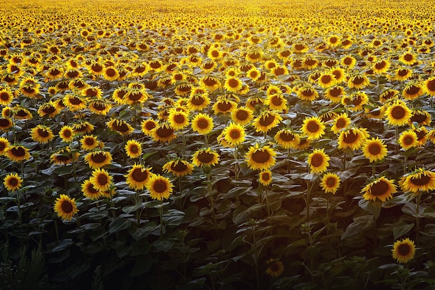 zonnebloemen veld op zonsondergang