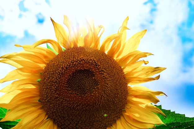 Zonnebloemen veld tegen een bewolkte blauwe hemel