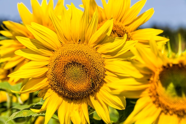 zonnebloemen veld