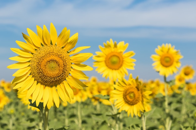 Zonnebloemen veld