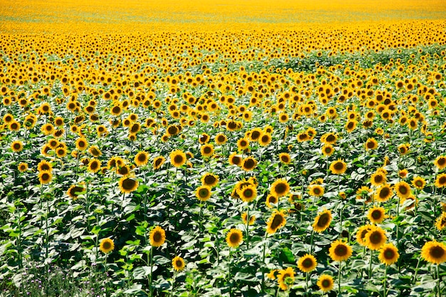 Zonnebloemen veld