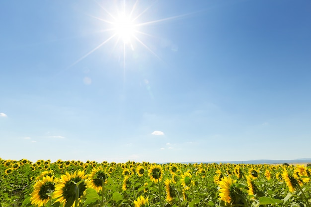 Zonnebloemen veld