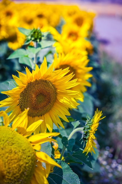 Zonnebloemen Veldweergave Gefilterde opname met een selectieve focus