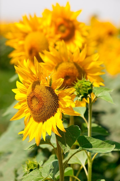 Zonnebloemen Veldzicht. Gefilterde opname met een selectieve focus