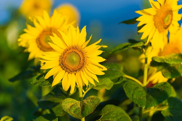 zonnebloemen zonsopgang in de ochtend