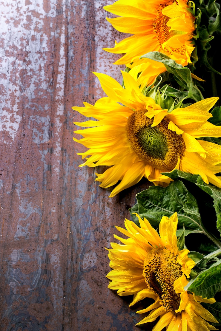 Foto zonnebloemen