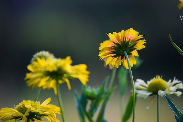 zonnebloemen