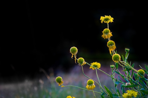 zonnebloemen