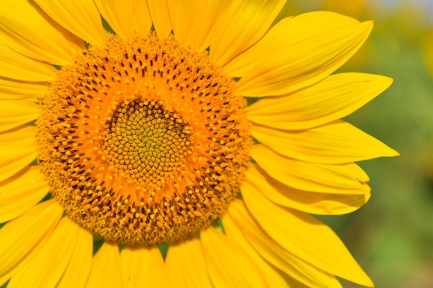 Zonnebloemenbloei in tuin op de herfst.