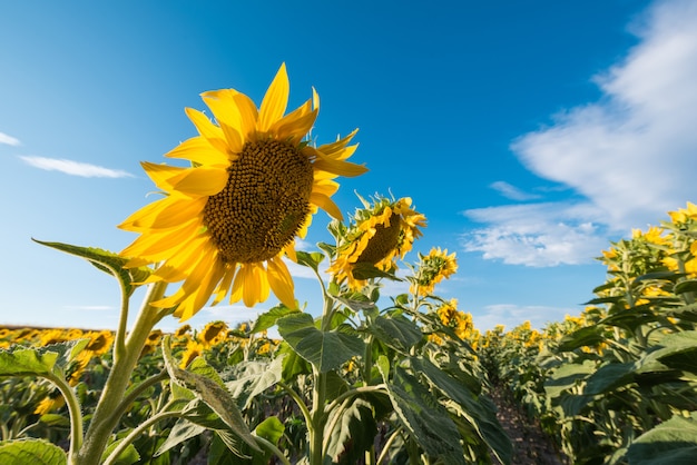 Zonnebloemengebied en blauwe zonhemel