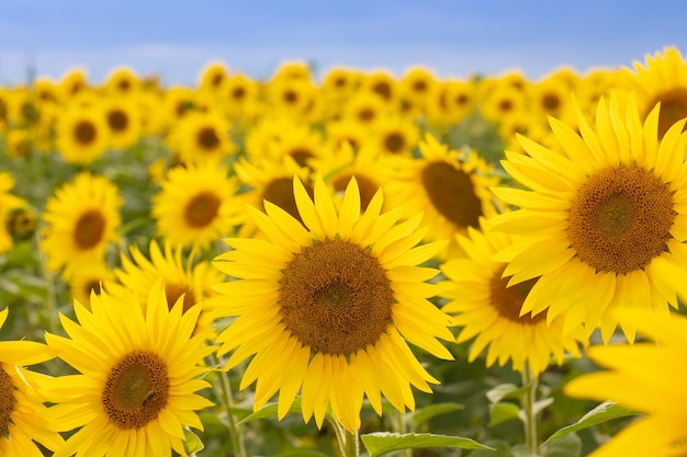 Zonnebloementuin Zonnebloemen hebben overvloedige gezondheidsvoordelen Zonnebloemolie verbetert de gezondheid van de huid en