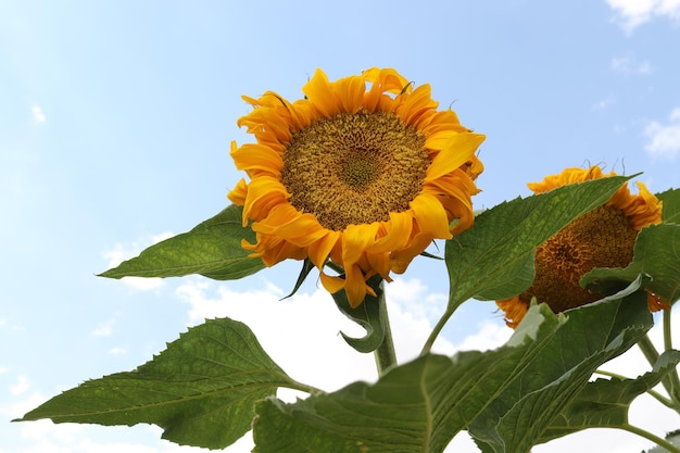 Zonnebloemenveld onder de blauwe hemelxDxAxDxA