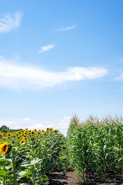 Zonnebloemgebied en Graangebied op bewolkte hemelachtergrond.