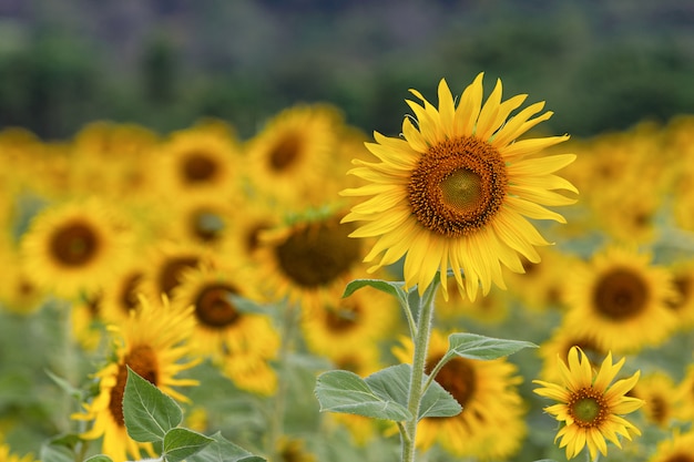 Zonnebloemgebied in aard op een zonnige dag