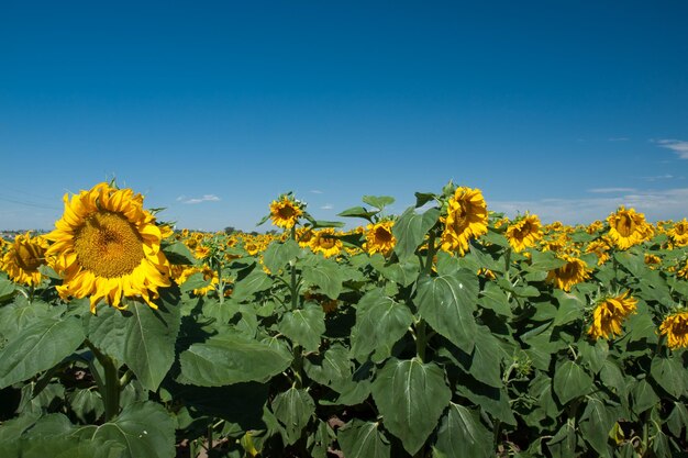 Zonnebloemgebied in Colorado.