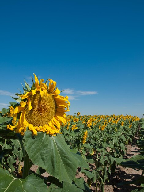 Zonnebloemgebied in Colorado.