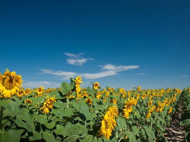 Zonnebloemgebied in Colorado.