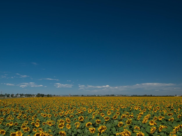 Zonnebloemgebied in Colorado.