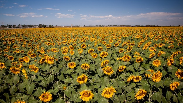 Zonnebloemgebied in Colorado.