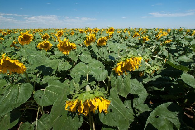 Zonnebloemgebied in Colorado.