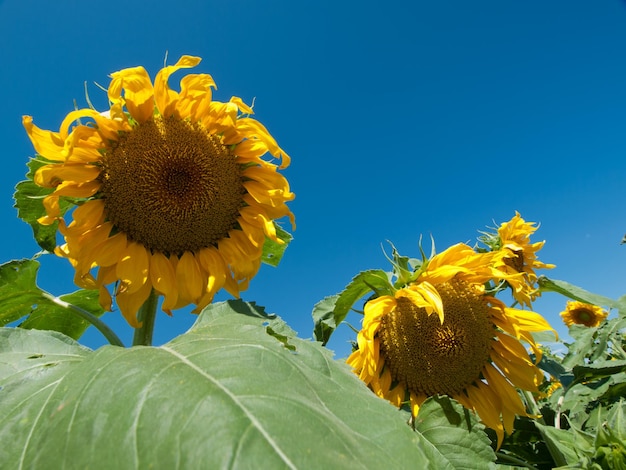 Zonnebloemgebied in Colorado.