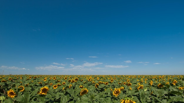 Zonnebloemgebied in Colorado.