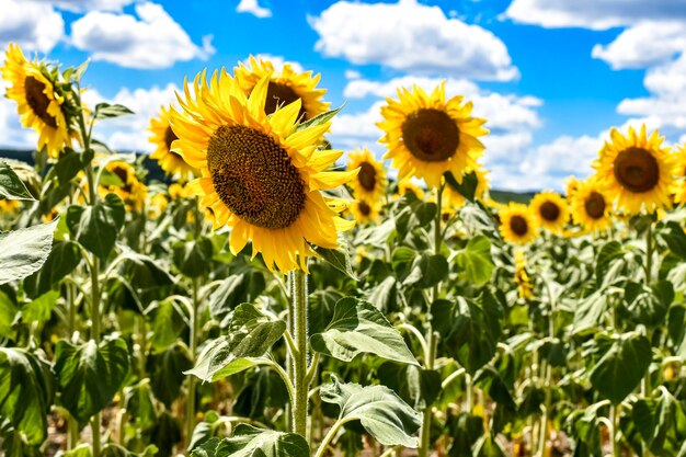 Zonnebloemgebied in de zomer