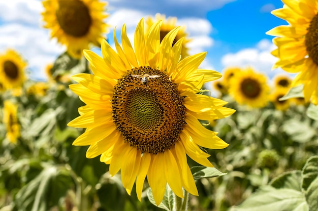 Zonnebloemgebied in de zomer