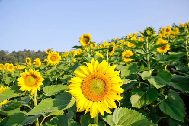 Zonnebloemgebied met bewolkte blauwe hemel