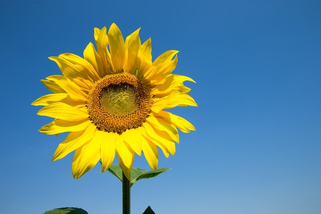 Zonnebloemgebied met bewolkte blauwe hemel