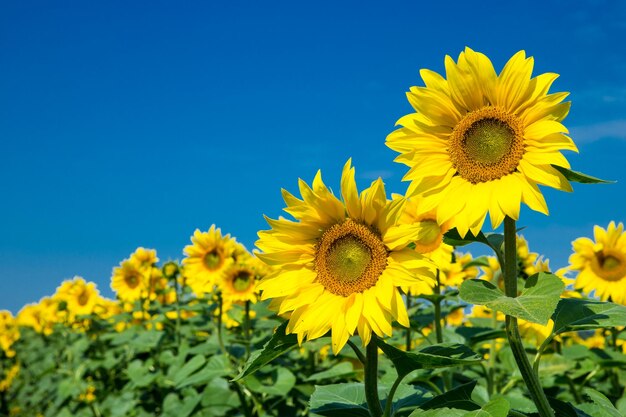 Zonnebloemgebied met bewolkte blauwe hemel