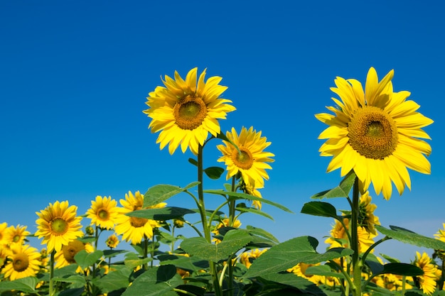 Zonnebloemgebied met bewolkte blauwe hemel