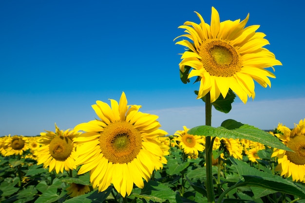 Zonnebloemgebied met bewolkte blauwe hemel