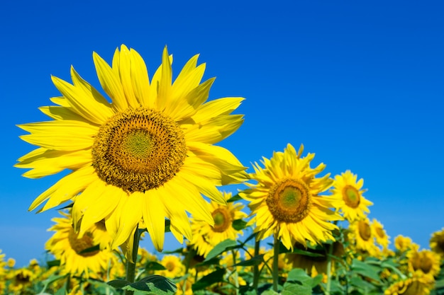 Zonnebloemgebied met bewolkte blauwe hemel